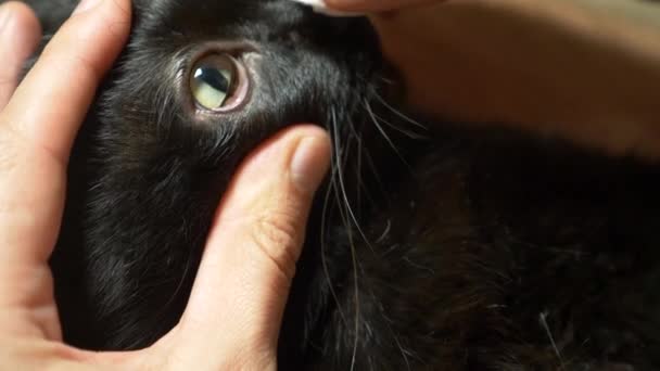De cerca, las manos humanas procesan los ojos de un gato negro. Concepto veterinario, colirio para animales . — Vídeos de Stock