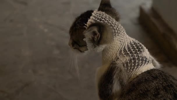 Tierschutzkonzept. Obdachlose Katze mit Verband am Kopf. — Stockvideo