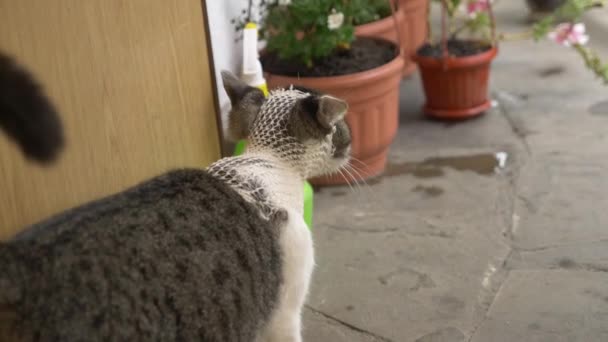 動物保護の概念。彼の頭に包帯を巻くとホームレス猫. — ストック動画