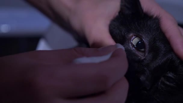 Close up, human hands process the eyes of a black cat. Veterinary concept, eye drops for animals. — Stock Video