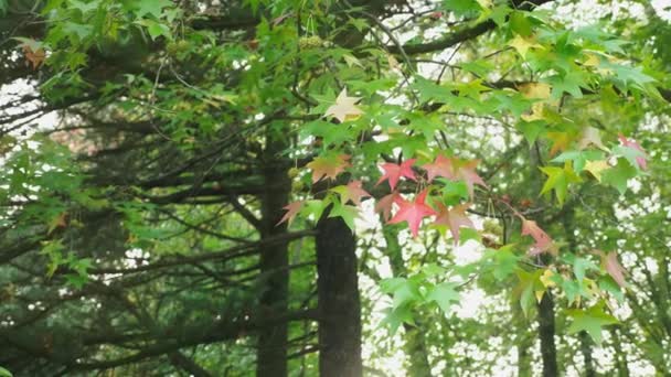 Autunno foglie colorate su un albero . — Video Stock
