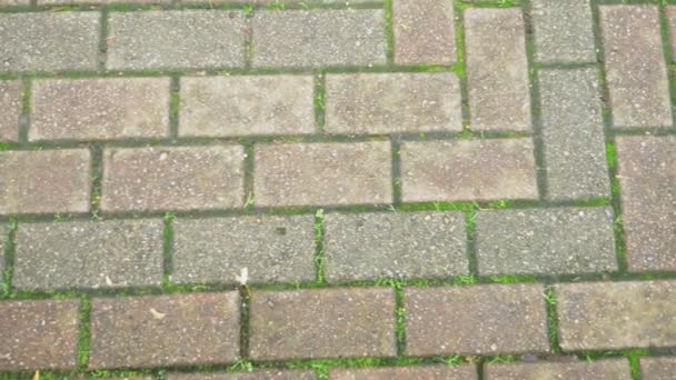 Texture of separate stones on the ground. paved walkway. — Stock Footage Texture of separate stones on the ground. paved walkway. Royalty Free Stock Video