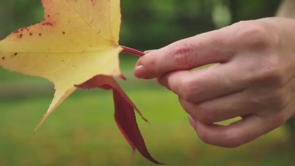 Jonge blonde vrouw doorloopt de herfst park, ze verzamelt gevallen esdoorn kleurrijke bladeren — Stockvideo