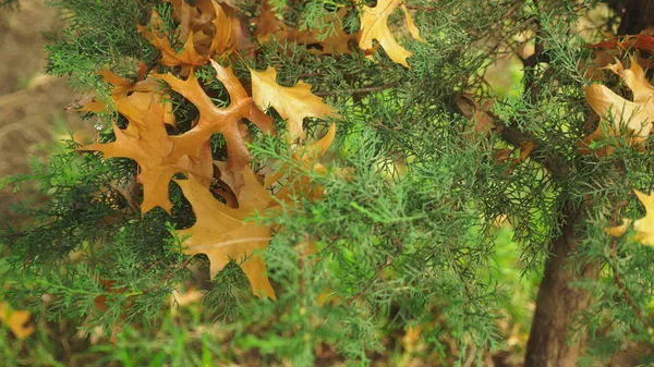 Feuilles colorées d'automne sur un arbre. paysage d'automne — Photo