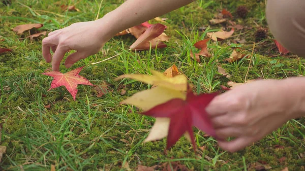 Νεαρή ξανθιά γυναίκα περπατά μέσα από το πάρκο φθινόπωρο, μαζεύει πολύχρωμα φύλλα πεσμένα σφενδάμου — Φωτογραφία Αρχείου