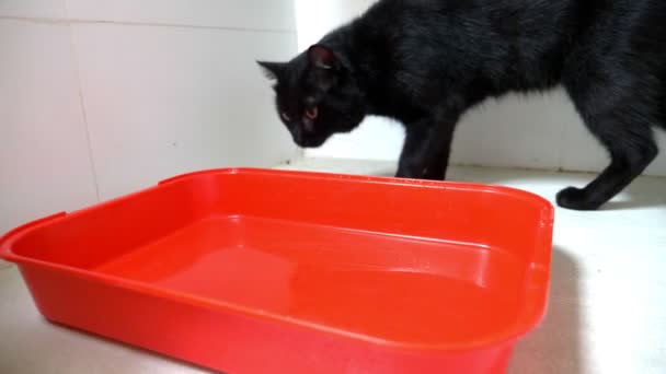 Kočičí podestýlky box naplníte neparfémované hrudkující steliva. kočka se dívá na čištění jeho záchod — Stock video