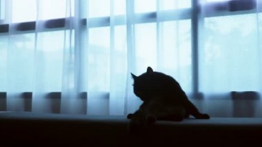 siyah bir kedi bir Osmanlı büyük bir pencere arka planı saydam perde ile yatıyor