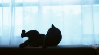 siyah bir kedi bir Osmanlı büyük bir pencere arka planı saydam perde ile yatıyor