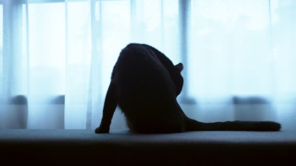 Een Zwarte Kat Ligt Een Ottomaanse Tegen Achtergrond Van Een — Stockvideo