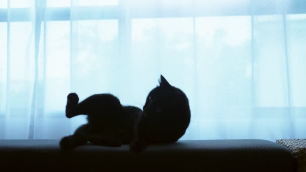 Черный кот лежит на оттоманке на фоне большого окна с прозрачными шторами — стоковое видео