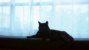 siyah bir kedi bir Osmanlı büyük bir pencere arka planı saydam perde ile yatıyor