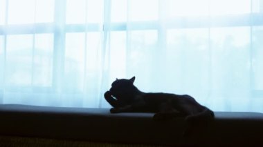 siyah bir kedi bir Osmanlı büyük bir pencere arka planı saydam perde ile yatıyor