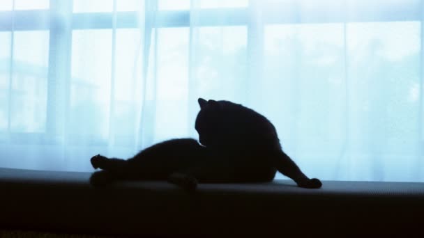 Черный кот лежит на оттоманке на фоне большого окна с прозрачными шторами — стоковое видео