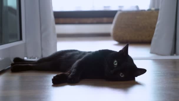 Beautiful black cat with green eyes lying on a wooden floor looking into the camera and stretches, cute scene. — Stock Video