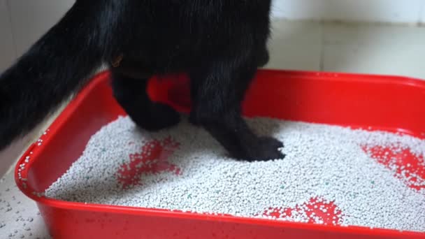 Gato preto na sanita. Enchimento de caixa de areia Red Cat com lixo de aglomeração sem cheiro . — Vídeo de Stock