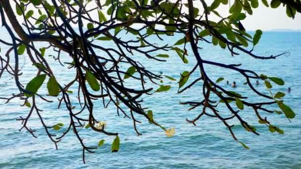 Weiße Blüten plumeria obtusa auf einem Baum, frangipani, vor dem Hintergrund des Meeres und des Himmels. — Stockvideo