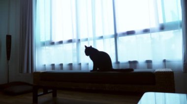 siyah bir kedi bir Osmanlı büyük bir pencere arka planı saydam perde ile yatıyor