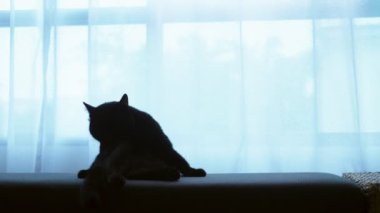 siyah bir kedi bir Osmanlı büyük bir pencere arka planı saydam perde ile yatıyor
