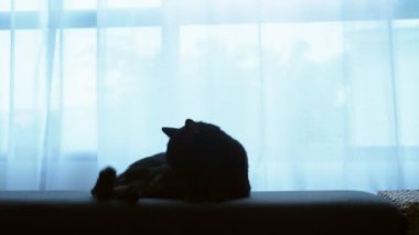 siyah bir kedi bir Osmanlı büyük bir pencere arka planı saydam perde ile yatıyor