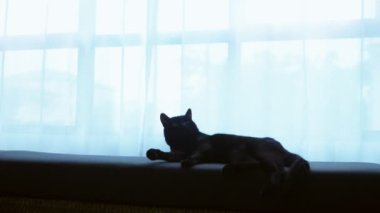 siyah bir kedi bir Osmanlı büyük bir pencere arka planı saydam perde ile yatıyor