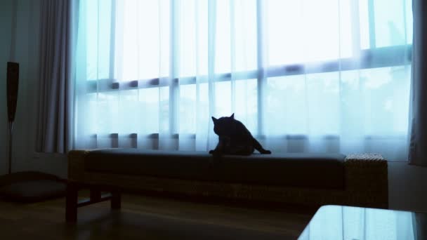 A black cat is lying on a ottoman against the background of a large window with transparent curtains — Stock Video
