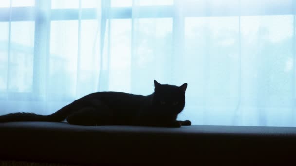 Um gato preto está deitado em um otomano contra o fundo de uma grande janela com cortinas transparentes — Vídeo de Stock
