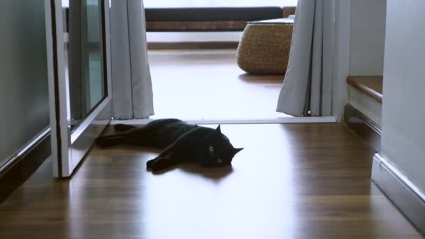 Beautiful black cat with green eyes lying on a wooden floor looking into the camera and stretches, cute scene. — Stock Video