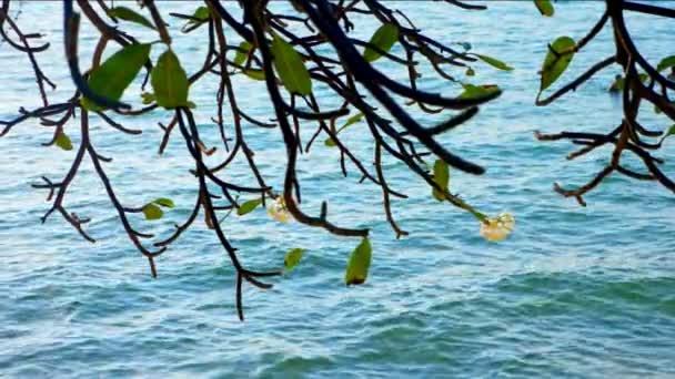 Fiori bianchi Plumeria Obtusa su un albero, Frangipani, sullo sfondo del mare e del cielo . — Video Stock