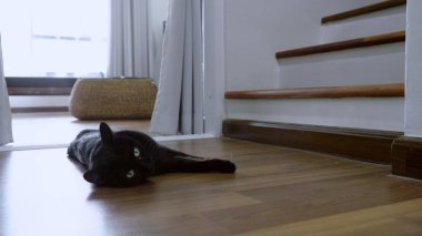 Kamera ve germe, şirin sahne bakarak merdivenlerden yakınındaki ahşap zemin üzerinde yalan yeşil gözlü güzel siyah kedi.