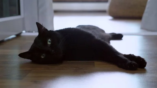 Schöne schwarze Katze mit grünen Augen auf dem Holzboden liegend und in die Kamera blickend — Stockfoto