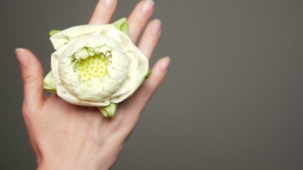 Белый цветок лотоса в руках молодой женщины на сером фоне — стоковое видео