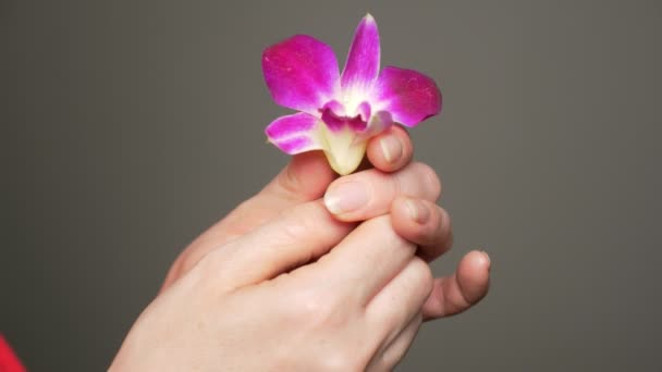 Flor de orquídea nas mãos de uma jovem mulher em um fundo cinza — Vídeo de Stock