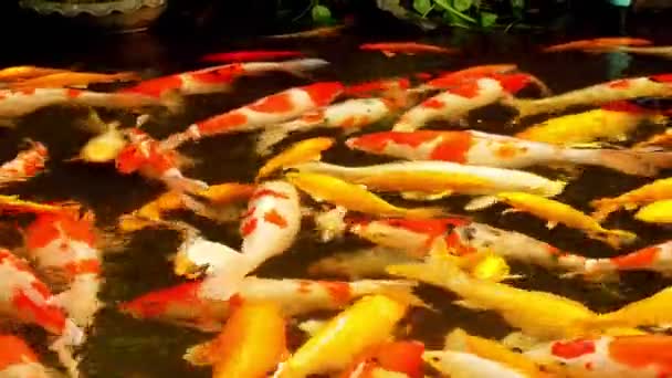 Colorful fish Fancy carp. Mirror carp in the pond . — Stock Video