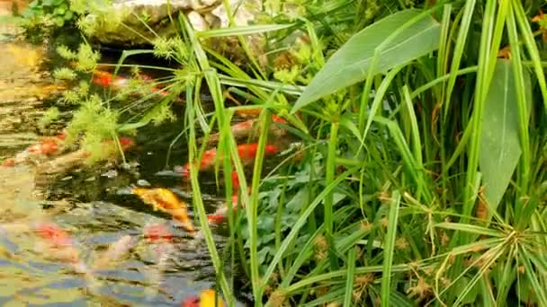 Färgglada fiskar Fancy karp. Spegel karp i dammen omges av grönska — Stockvideo