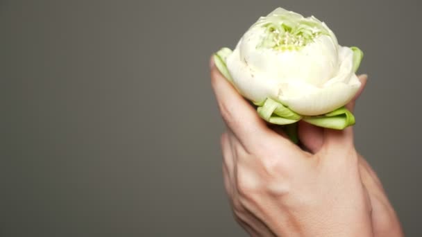 Fiore di loto bianco nelle mani di una giovane donna su uno sfondo grigio — Video Stock