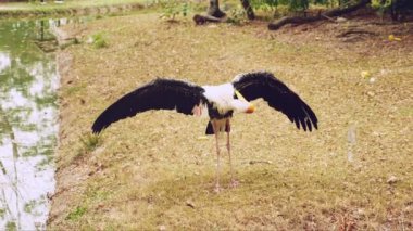 yakın çekim, açık bir hayvanat bahçesi sütlü leylek tüyleri gagası ile temizler