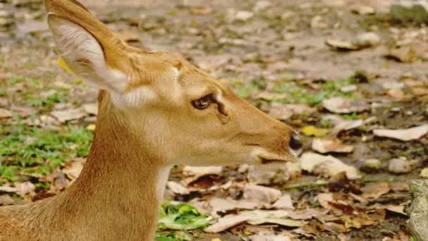Närbild. Porträtt av en kvinnlig hjortar. rådjur vila liggande på gräset — Stockvideo