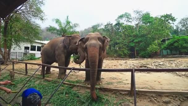 Слоны в зоопарке едят зеленую траву — стоковое видео