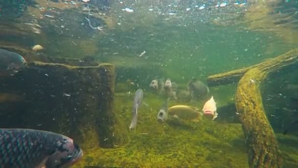 Hipopótamo y peces de agua dulce nadan bajo el agua. agua fangosa en un acuario — Vídeo de stock