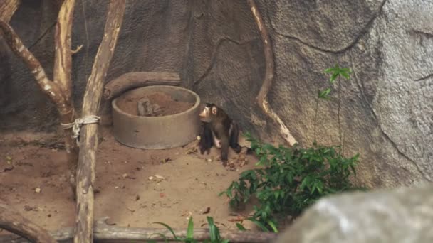 Свинохвостый макак в зоопарке наблюдает за посетителями — стоковое видео
