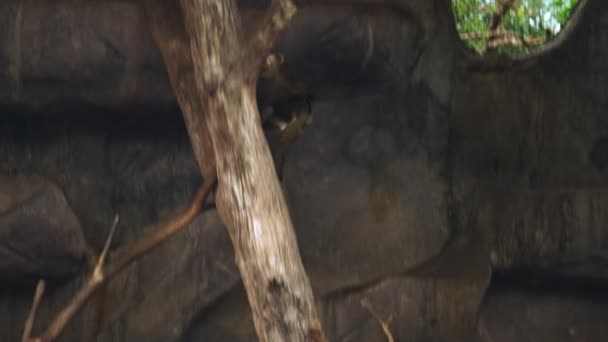 Macaco de cola de cerdo en el aviario del zoológico supervisa a los visitantes — Vídeo de stock