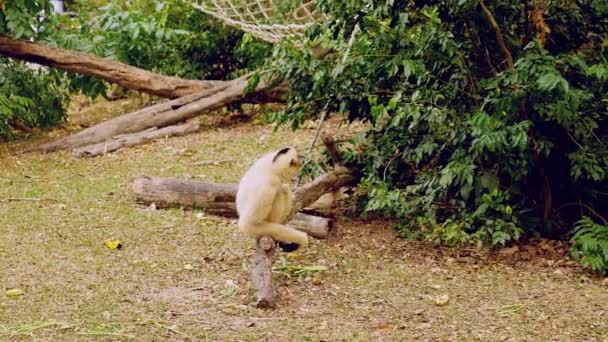 Een vrouwelijke gele gibbon met een zwart gezicht en wit bont op de wenkbrauwen, de wangen, de handen en de voeten zit op een logboek in een open dierentuin reserve — Stockvideo