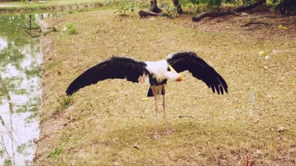 Close-up, the milky stork in an open zoo cleans its feathers with its beak — Stock Video