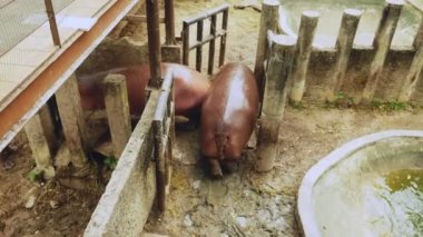 Suaygırları bir yapay gölet bir hayvanat bahçesi. Suaygırları besleme