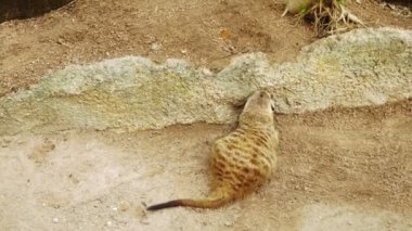 Çöl faresi veya Suricate hayvanat bahçesi büyük kuş kafesi içinde