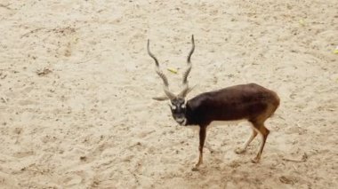 Impala antilop erkek açık hayvanat bahçesi büyük kuş kafesi kum üzerinde