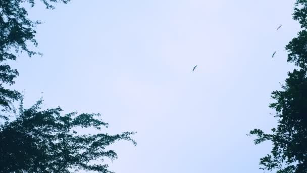 Cigognes volent dans le ciel au-dessus de leur nid dans un arbre haut . — Video