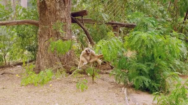 Ein weibliches, gelbes Gibbon mit schwarzem Gesicht und weißem Fell an Augenbrauen, Wangen, Händen und Füßen sitzt auf einem Baumstamm in einem offenen Zooreservat — Stockvideo