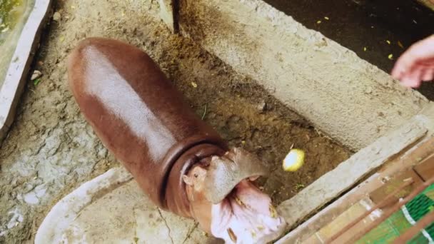 Hiponas em uma lagoa artificial em um zoológico. Alimentar hipopótamos — Vídeo de Stock