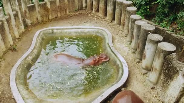 Hippopotames dans un étang artificiel dans un zoo. Alimentation des hippopotames — Video